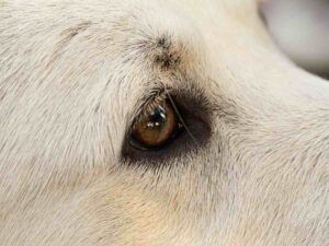 Occhio di un labrador