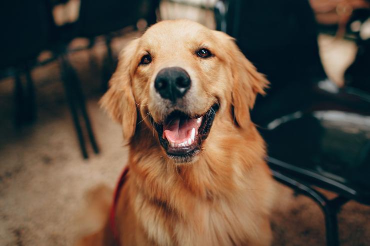 Labrador