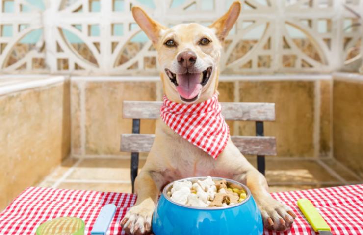cane con le zampe sopra il tavolo e davanti la ciotola del suo cibo